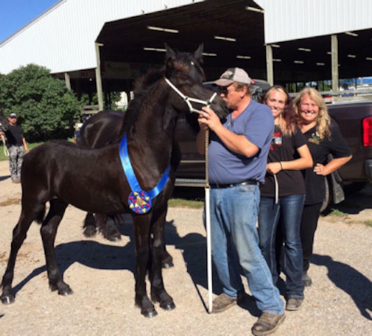 Callista of Majestic Friesians